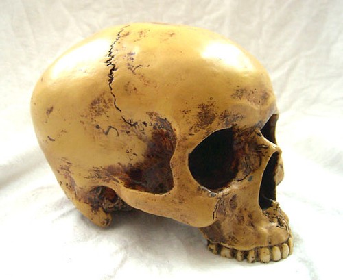 Anatomic scull markus - anatomic, mayer