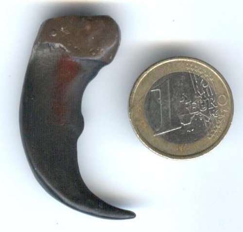 Bärenkralle polyresin - bärenkralle,