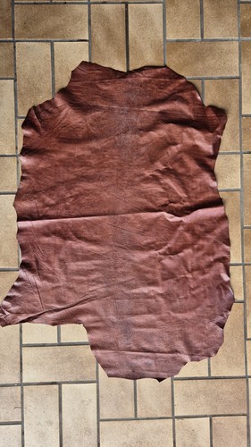 Lederhaut lamm reptile - lederhaut, (reptile