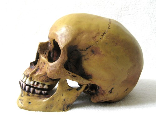 Anatomie schädel mit - anatomie,